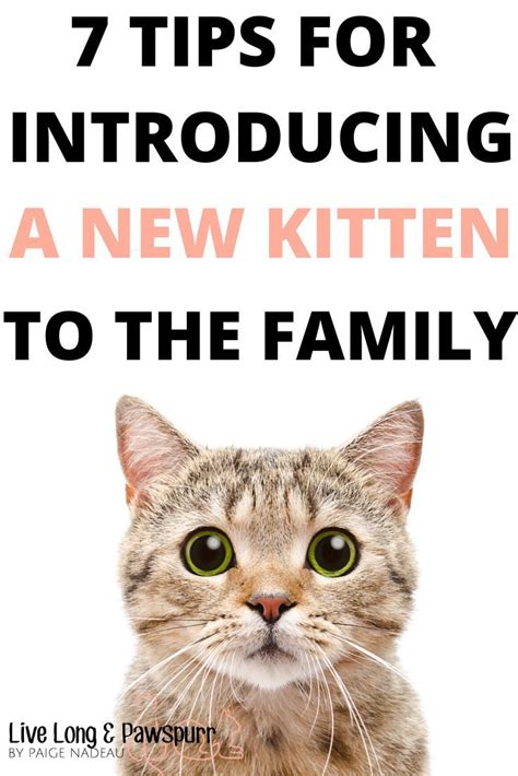 7 Helpful Tips For Introducing A New Kitten To Your Home Getting A