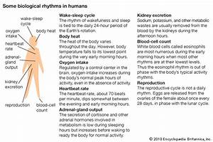 Biological Rhythm Biological Clock Students