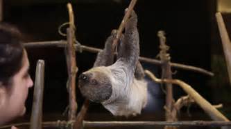 National Aviary Sloth Valentino Shows Off Training Skills Elevating