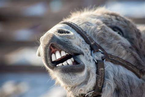 Smile Donkey Funny Images Canvas Voice