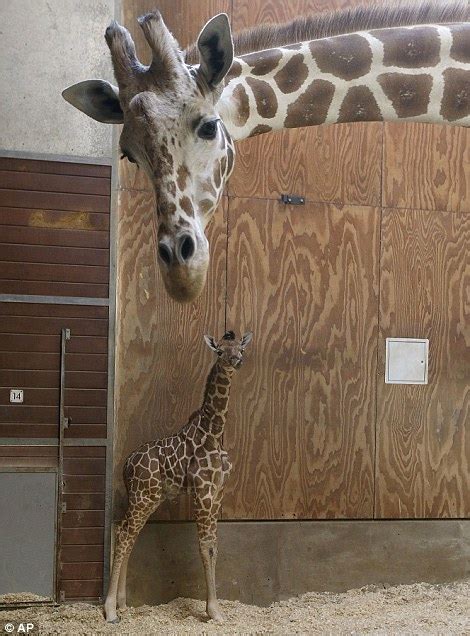Newborn Baby Giraffe Unveiled At San Francisco Zoo Daily Mail Online