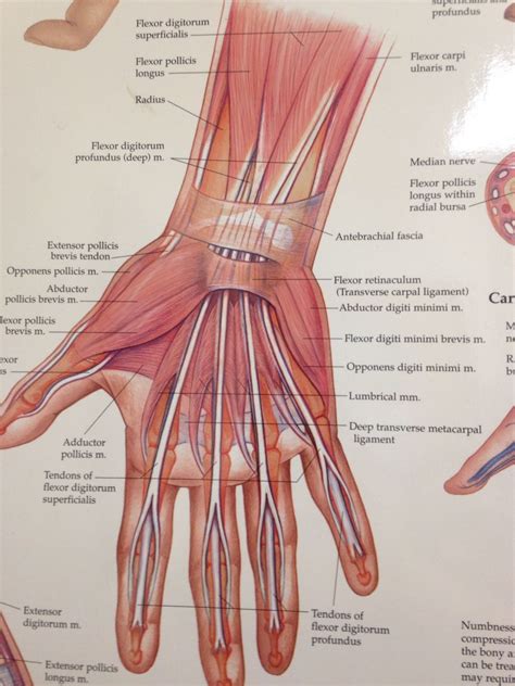 Muscles And Tendons Of Hand And Wrist Median Nerve Hand Therapy Anatomy