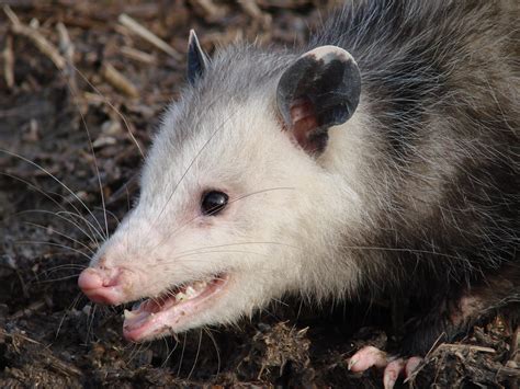 Opossum The Nature Of Delaware
