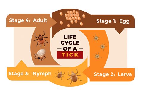 Tick Life Cycle Stages Lona Escalante