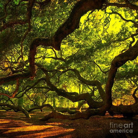 Angel Oak Limbs Crop 40 Photograph By Susanne Van Hulst Pixels Merch