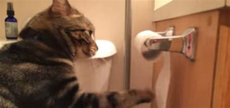 Cat Unrolls And Then Rolls Up Toilet Paper Modern Cat