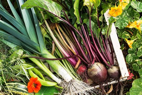 Go through every bit of the soil with. How to Plant Your First Organic Garden - Nature's Path ...