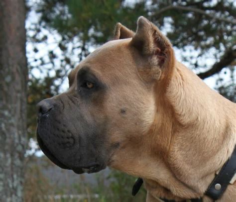 Learn All You Need To Know About Cane Corso Ear Cropping Cane Corso