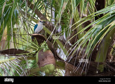 Lendémie Niau Kingfisher Un Magnifique Oiseau Trouvé Seulement Sur