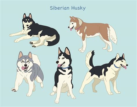 Siberian Husky Hand Drawn Style Vector Design Illustrations