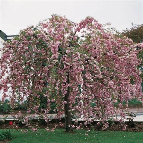 Weeping Cherry Cheals 6ft Hello Hello Plants And Garden Supplies