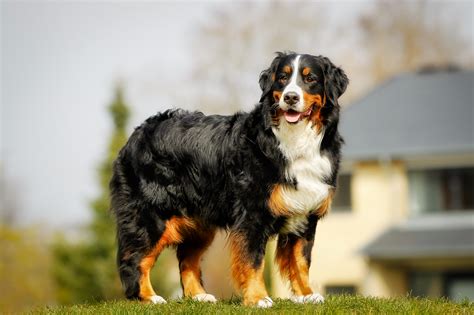 Bernese Mountain Dog Breed Information Guide Bark Post