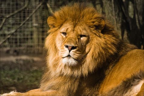 Images De Lions Animaux Les Plus Belles Photos Par Bonjour Nature
