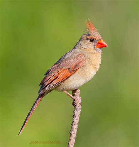 Female Cardinal Tiklosoc