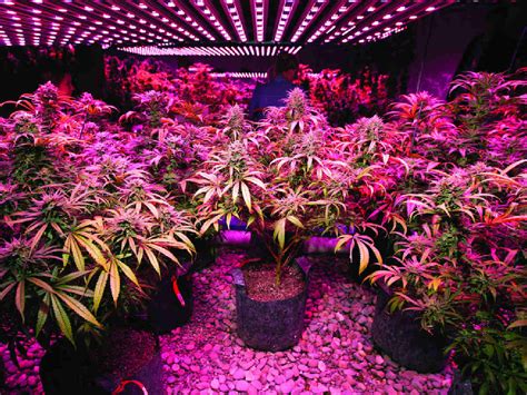 A description of how plants use light, where to position your indoor plants for optimal light, and how to measure indoor light intensity. Hydroponics Grow Lights: Electromagnetic Food for Your ...