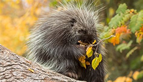Get To Know Porcupines More Than Painful Pests Hobby Farms