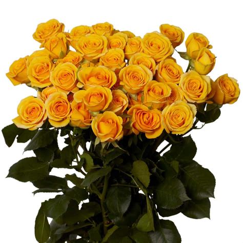 Globalrose Fresh Yellow Spray Roses 100 Stems 350 Blooms Spray