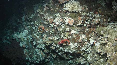 Ocean Acidification Puts Deep Sea Coral Reefs At Risk Of Collapse