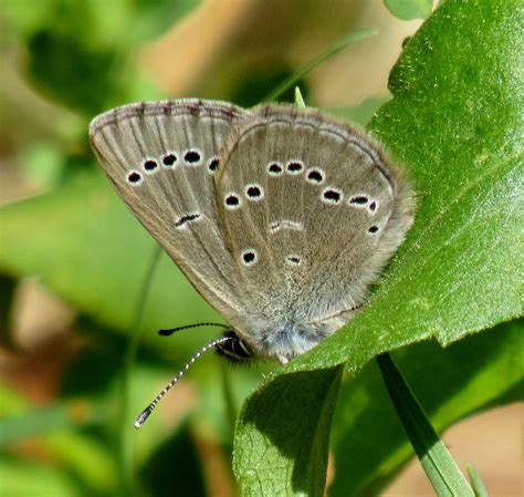 Silvery Blue Glaucopsyche Lygdamus Doubleday 1841 Butterflies And