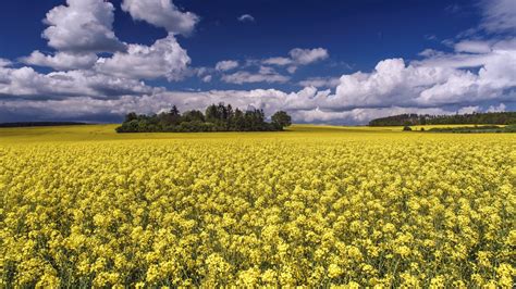 Download Yellow Flower Nature Summer Field Rapeseed 4k Ultra Hd Wallpaper