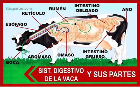 🥇el Sistema Digestivo De La Vaca Y Sus Partes Listado Y Sus Partes