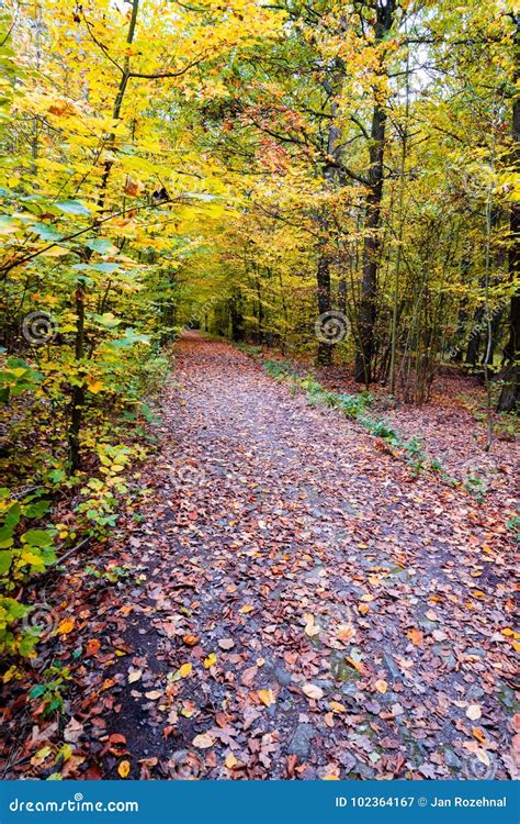 The Path In The Forest In The Autumn Many Vibrant Colors Beaut Stock