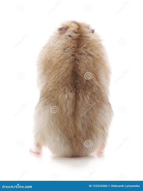 Brown Little Hamster Stock Photo Image Of Baby Stand 123254366