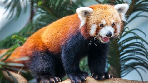 Why Are Red Pandas Endangered Threats To Their Survival Animal Hype