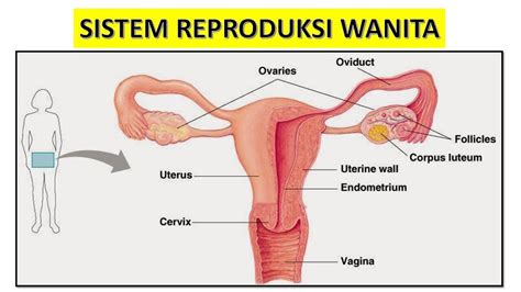 Struktur Alat Reproduksi Wanita Beserta Fungsinya