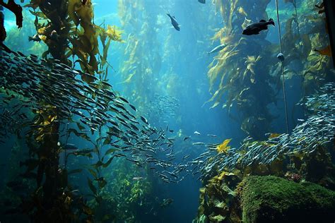 Kelp Forest Wallpapers Wallpaper Cave