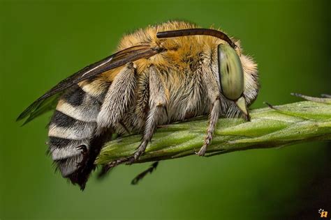 It can take them nearly a day to decide where to bite so you have time to catch them before they do. Long-horned bee by Ringhio R on 500px | Insect species ...