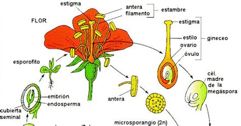 La Sistemática y Propagación de las Plantas Los Angiospermas