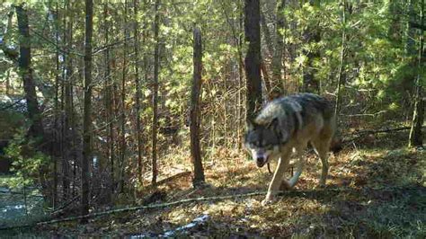 Wisconsin Wolf Population Similar To Two Previous Years Dnr Says