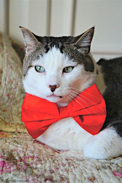 Adorable Cats In Bow Ties Cute Cats Cats Tabby Cat