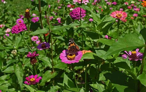 Hd Wallpaper Great Spangled Fritillary Butterfly Zinnia Insect