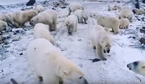 Video State Of Emergency Declared After Mass Polar Bear Invasion Raids