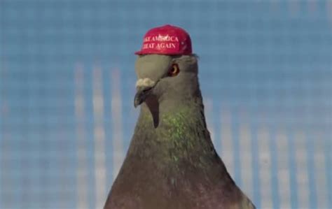 Pigeons With Maga Hats And Donald Trump Style Hair Seen In Las Vegas