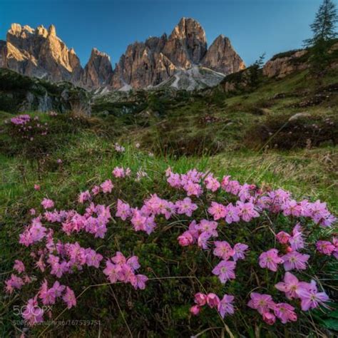 Alpine Flowers By Jean Francoischaubard Flowers Flower Mountain