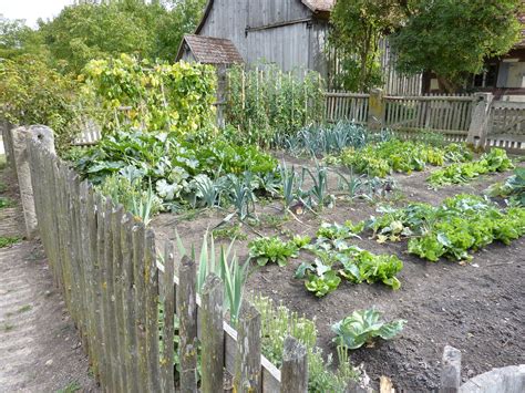 These hd images are free to use for commercial projects. Vegetable Gardening 101: TOP 10 Mistakes To Avoid ...
