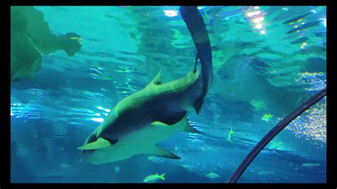 Shark Underwater Aquarium Youtube