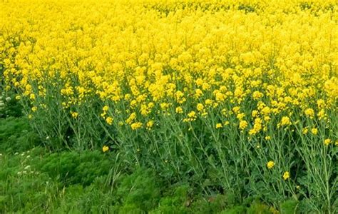 Geac Approval To Gm Mustard Paves Way For Transformation Of Indian