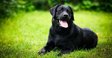 What Is A Labradors Lifespan And What Do They Usually Die From