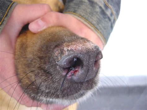Discoid Lupus Erythematosus In Dogs