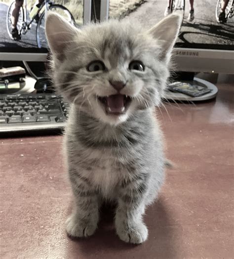A Small Kitten Sitting On Top Of A Table Next To A Computer Monitor And