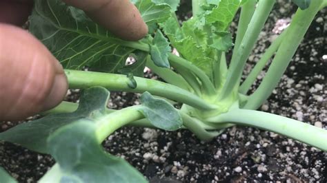 How To Grow Brussel Sprouts From Seed 10 Weeks Youtube