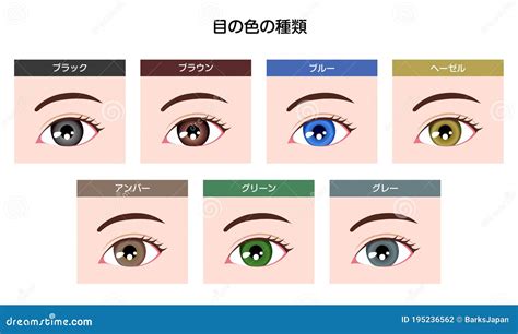 Human Pupil Eyeball Variations Eye Color Types Illustration Stock