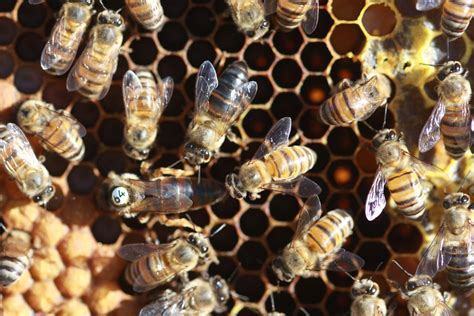 Queen Bees Profile Interesting Facts About Queen Honey Bees Carolina