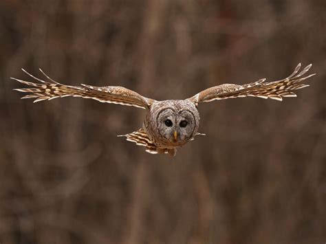 Flight Of The Barred Owl Smithsonian Photo Contest Smithsonian Magazine