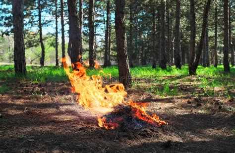 Fire In A Forest Made By Someone Flame For Picnic Time In Spring Stock
