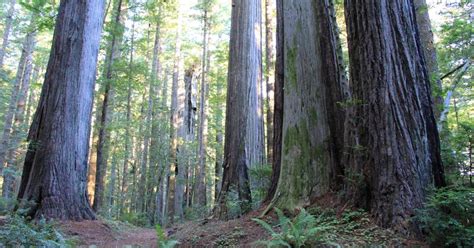Two Ways To Explore Oregons Redwoods